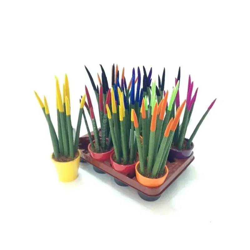 Sanseveria velvet con vaso colorato Ø cm 11 Speciale Aanbieding