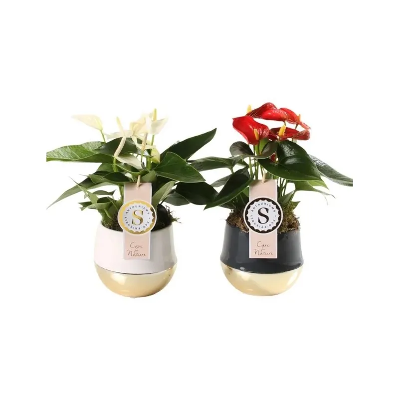Uitverkoop Anthurium in 3 colori assortiti in vaso in ceramica bicolore Ø cm 12