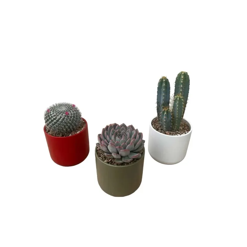 Seizoensaanbieding Pianta grassa in vaso ceramica assortito Ø 13 cm