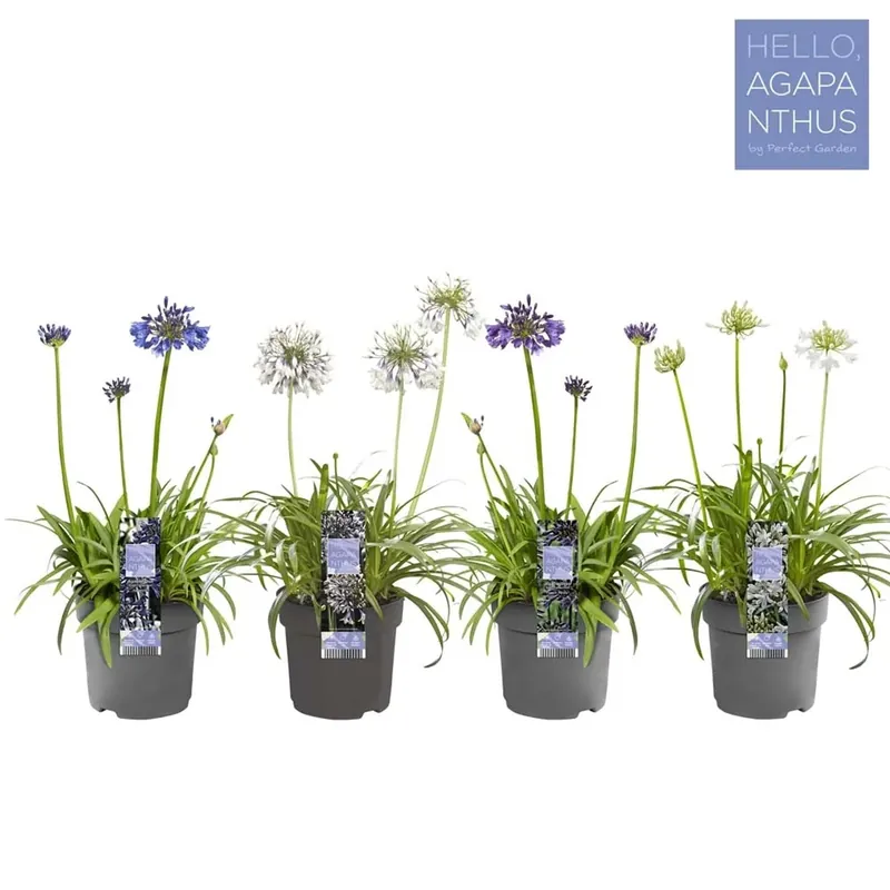 Agapanthus Africanus vaso 19 cm Koopje