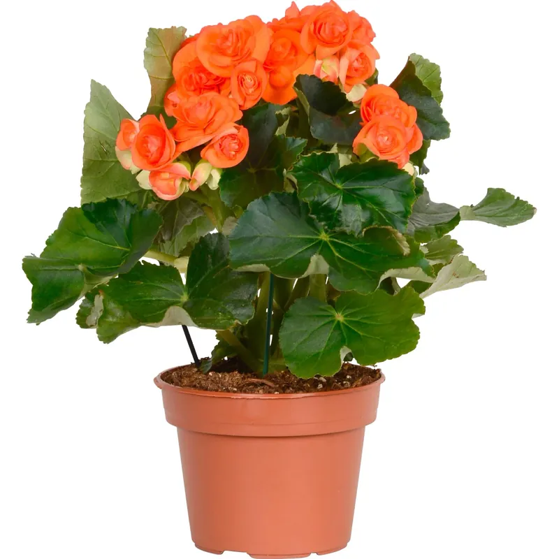 Begonia "Elatior" arancione Ø 14 cm Shop Nu