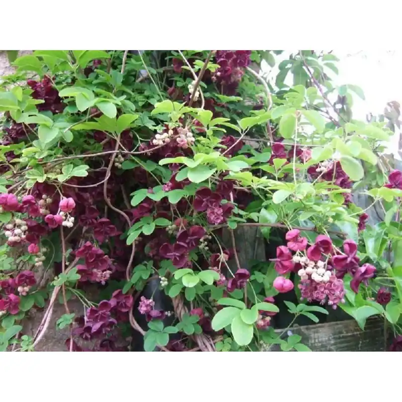 Akebia quinata Finale Uitverkoop