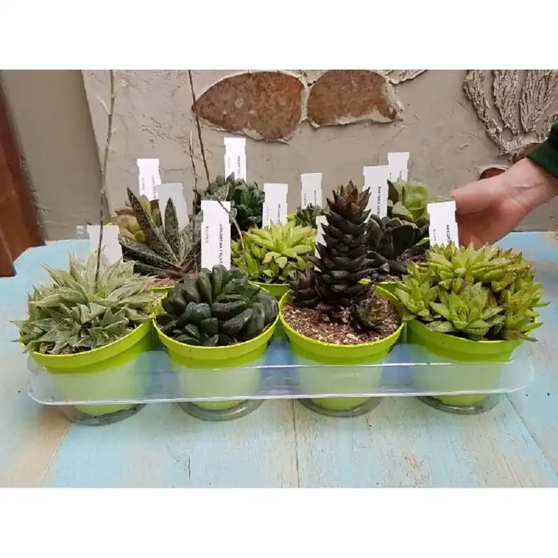 Hete Deal Haworthia collezione vaso 10 cm