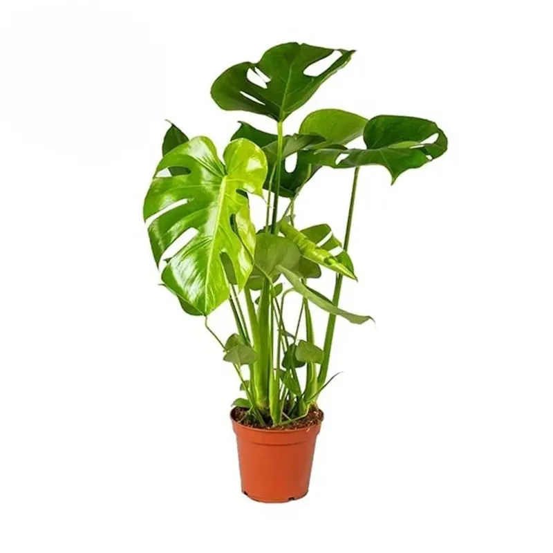 Monstera Deliciosa vaso 17 cm Koop Online