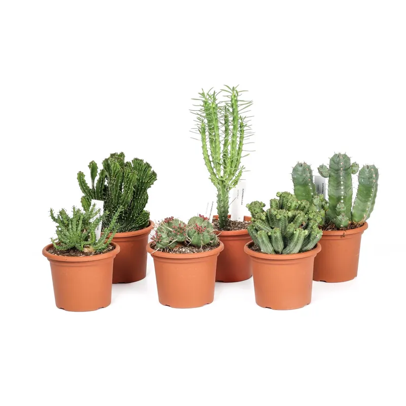 Euphorbia Piante grasse Mix vaso Ø 13 cm Voordeelprijs