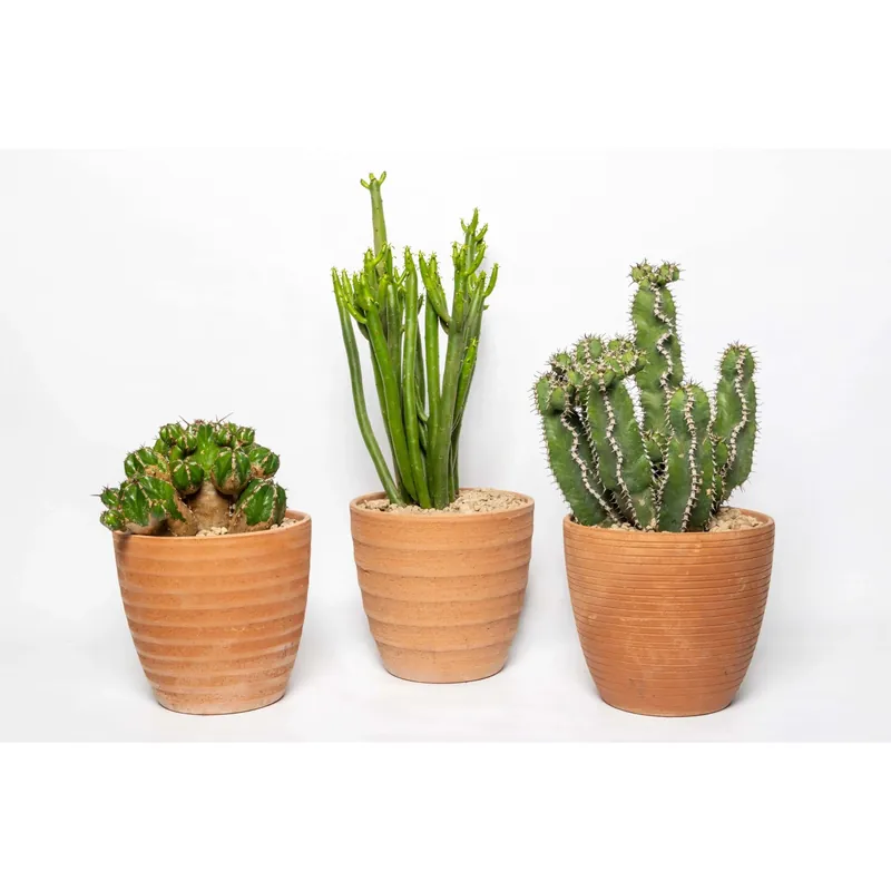 Op = Op Collezione Euphorbia vaso terracotta Ø 18 cm