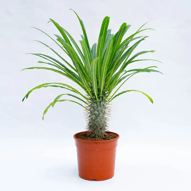 Rechtstreeks Van De Fabrikant Palma del Madagascar (Pachypodium lamerei) vaso Ø 17 cm