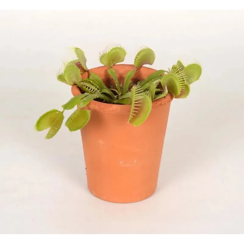 Merkproduct Dionaea vaso Terracotta Vasetto 7 cm