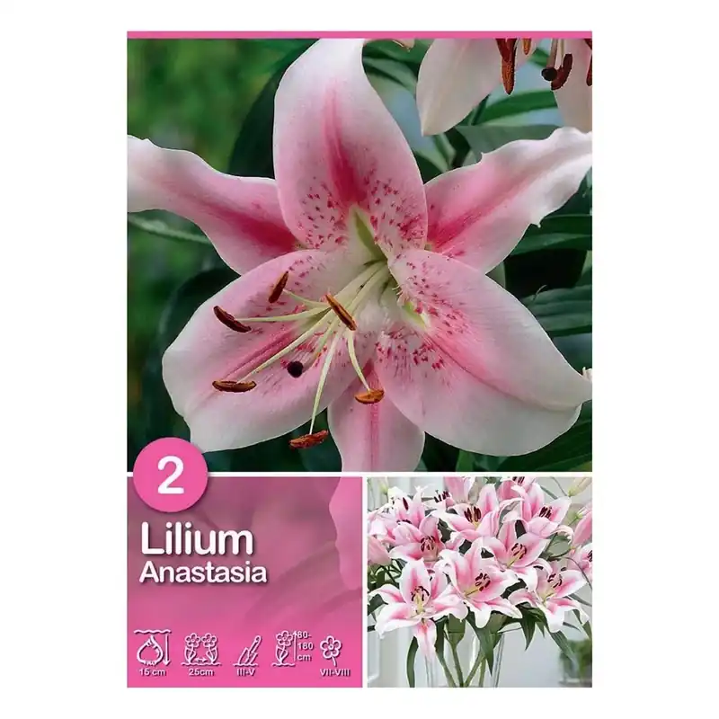 Lilium "Anastasia" Lage Prijs