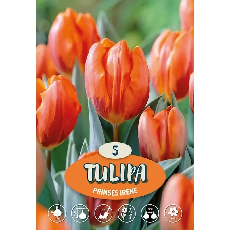 Tulipano Prinses Irene Koopje