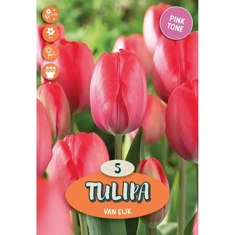 Tulipano darwin ibrido van eijk rosa Laatste Versie