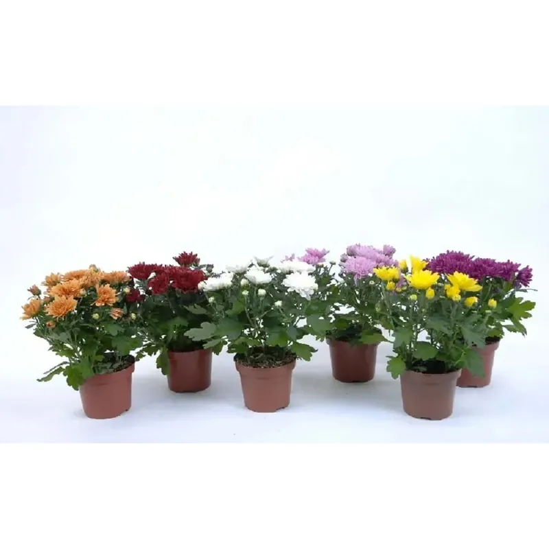 Crisantemo Doppio3 Rami mix vaso 12 cm Favoriet