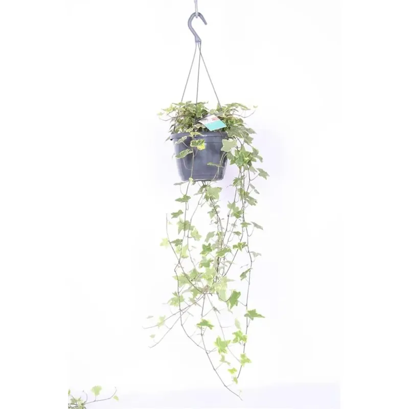 Hedera Heix Yellowripple Vaso 17 cm Seizoensaanbieding