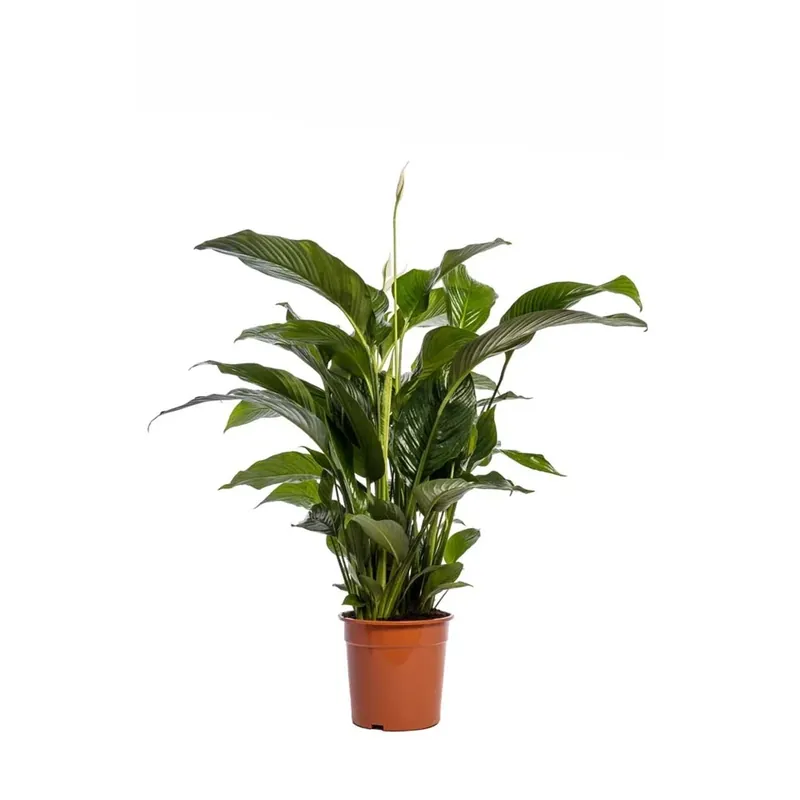 Spathiphyllum Sweet Lauretta vaso Ø 24 cm Bestseller