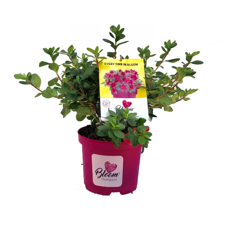 Azalea rifiorente "Bloom Champion" Beste Prijs