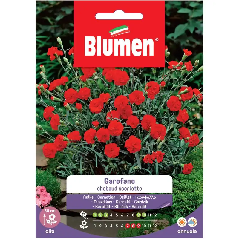 Semi Blumen Garofano chabaud bianco screziato Superprijs