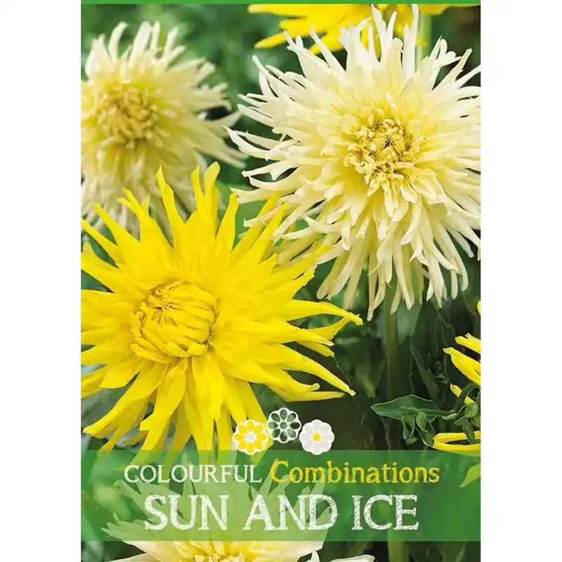 Beste Prijs Dalia "Sun and Ice"