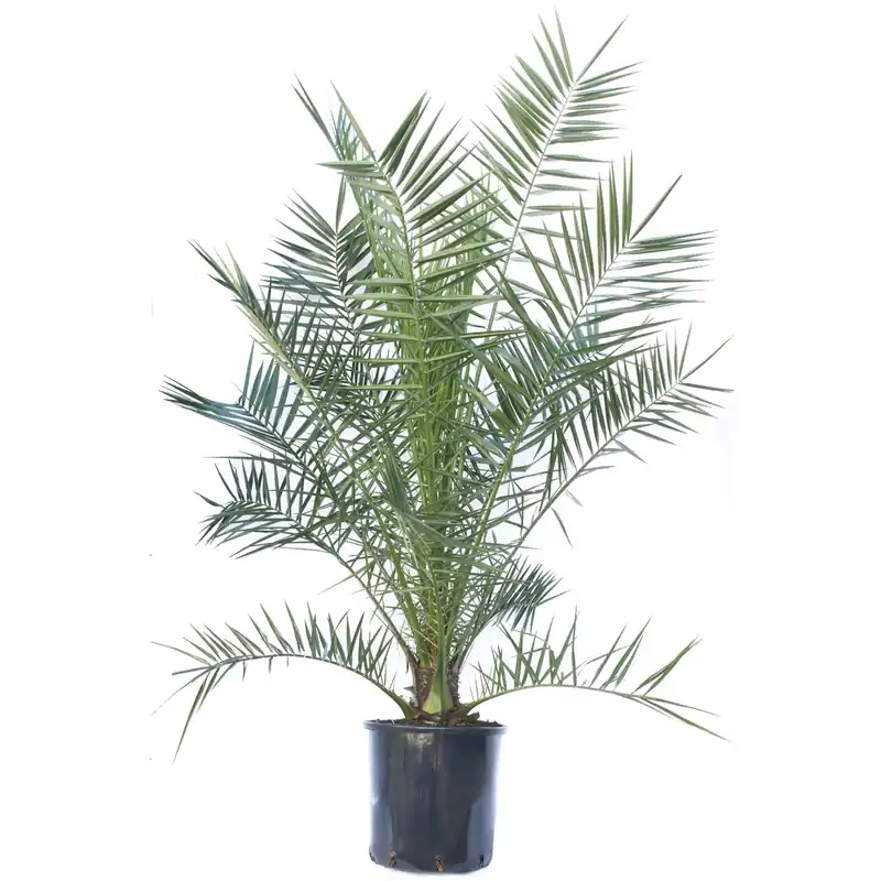 Phoenix Canariensis vaso lt. 15 - h 100/120 cm Snelle Levering