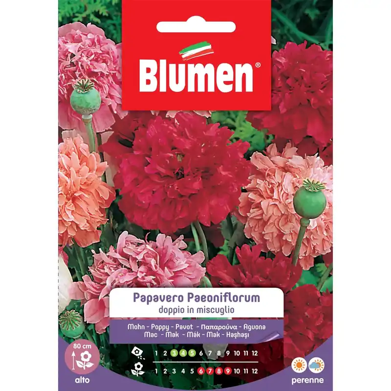 Semi Blumen papavero Paeoniflorum doppio in miscuglio Superprijs