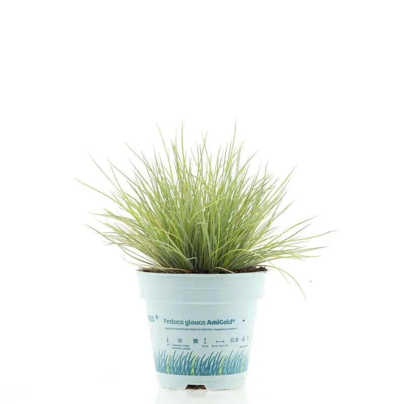 Festuca Ami Gold vaso Ø 10,5 cm Must-Have