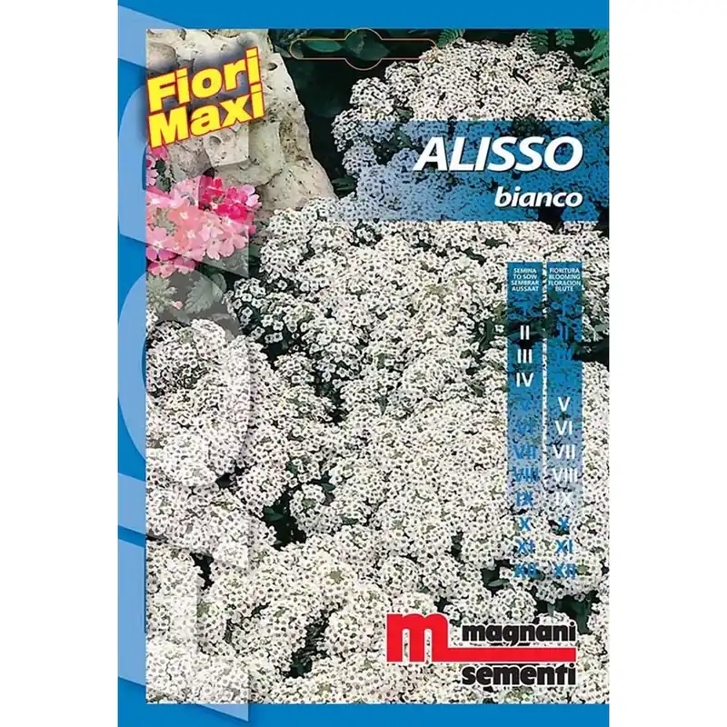 Semi fiori Alisso bianco Direct Verzonden