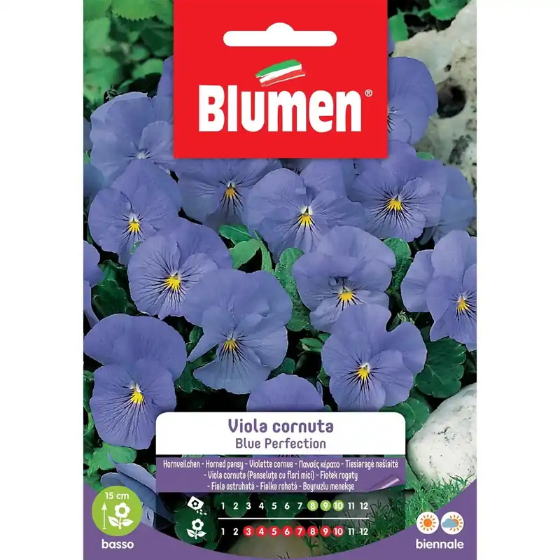 Favoriet Semi Blumen viola Blue Perfection