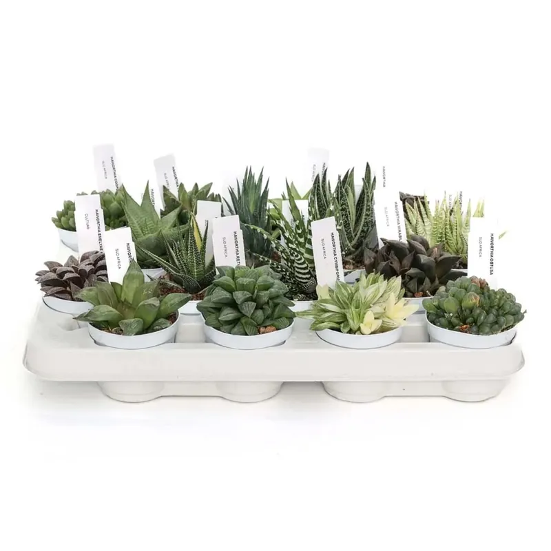 Haworthia Piante grasse vaso Ø 7,5 cm Bestseller