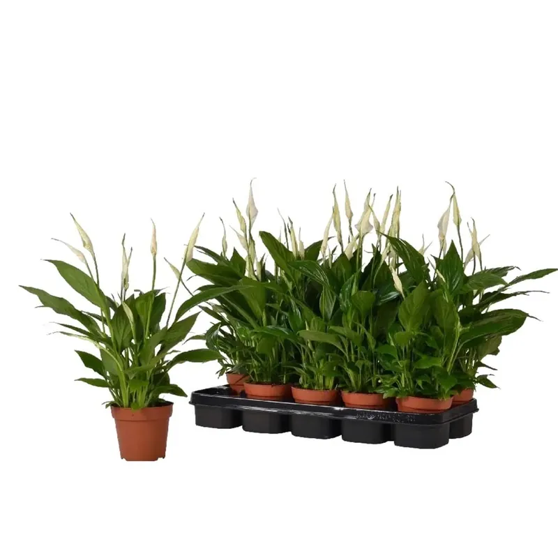 Spathiphyllum Torelli vaso Ø 12 cm Goedkoop