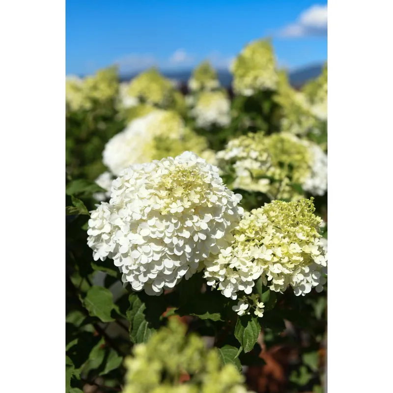 Op = Op Hydrangea paniculata - Ortensia paniculata