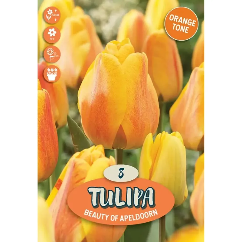Goedkoop Tulipano darwin bellezza di apeldoorn arancio