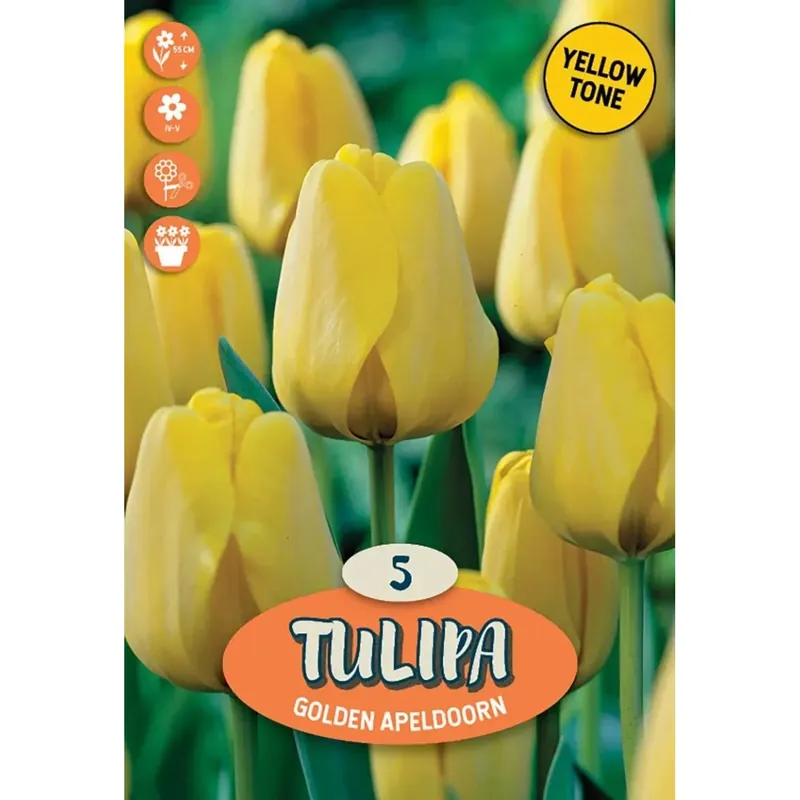 Tulipano darwin dorato apeldoorn giallo Veilige Betaling