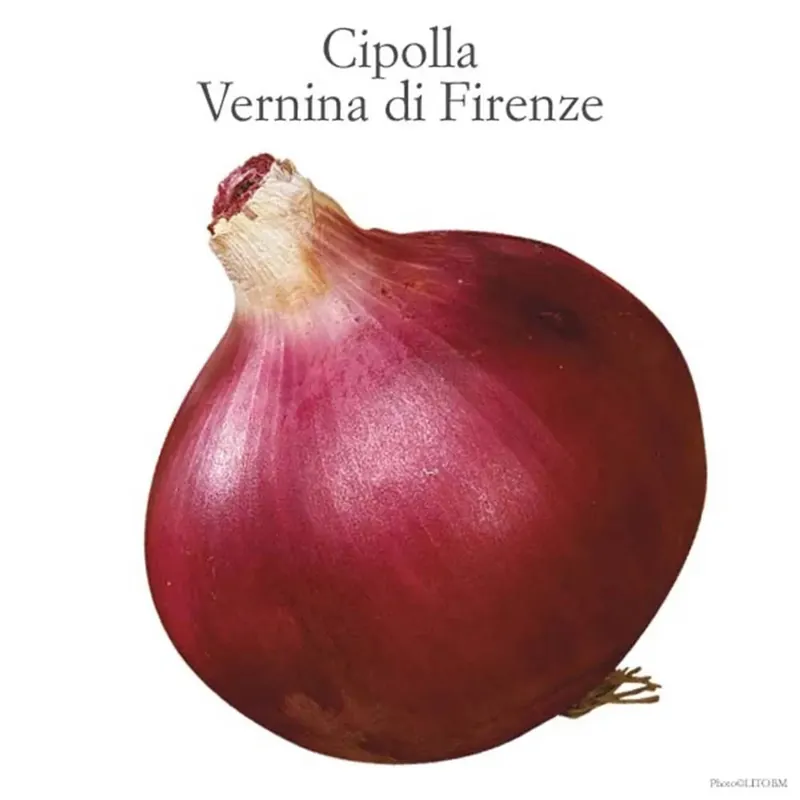Cipolla vernina di Firenze vaschetta 9 pz Koop Online