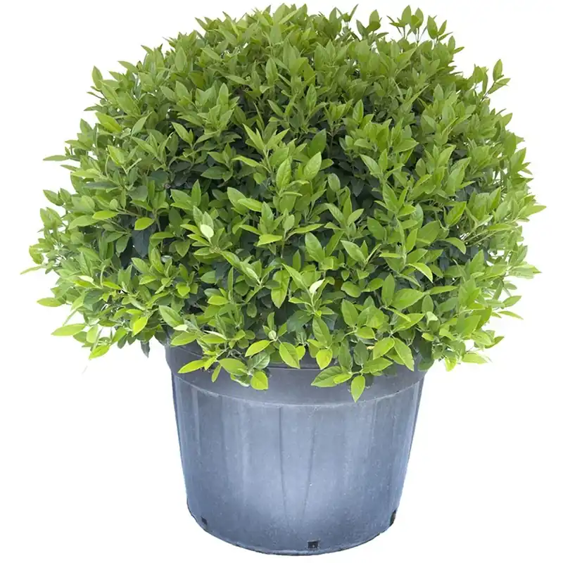 Lentaggine Uitverkoop