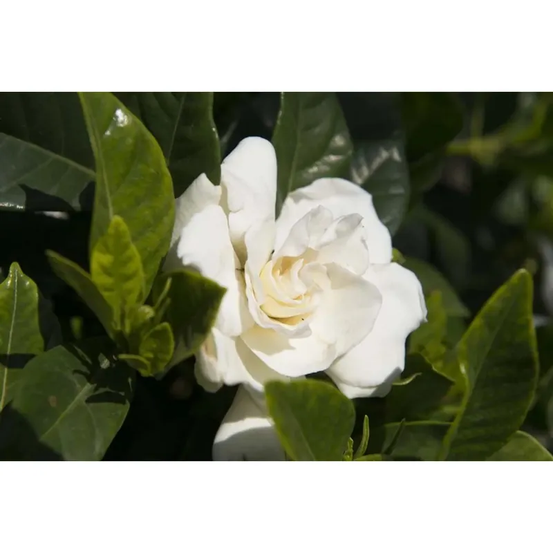 Koop Online Gardenia jasminoides