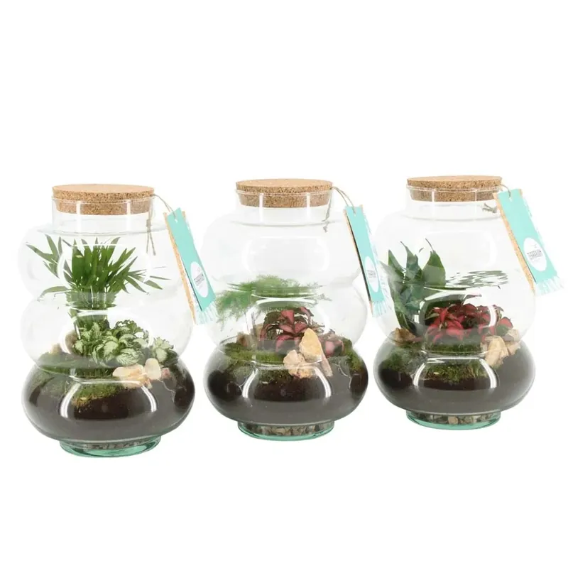 Speciale Aanbieding Terrarium Arrangement Vaso 17 cm