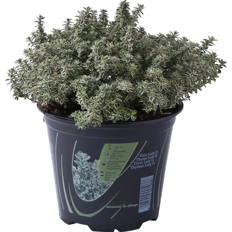 Timo Lady D. in vaso Ø 14 cm Korting