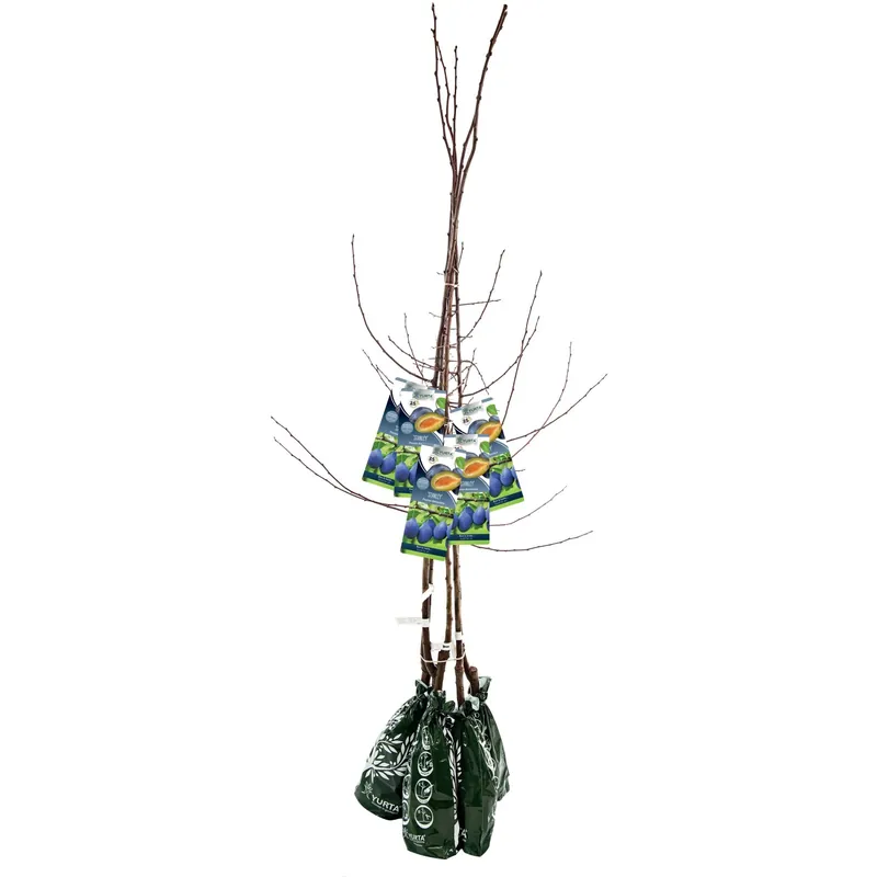 Pianta da frutto susino in pack 120 cm Merkproduct