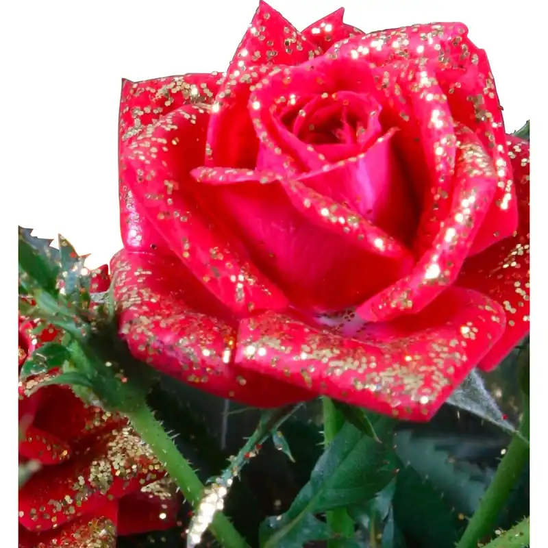 Rosa glitterata mix Ø 13 cm Direct Beschikbaar