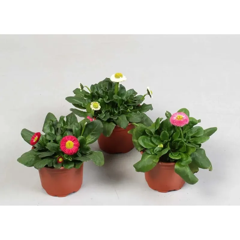 Superprijs Bellis Perennis Col.assort. vaso 9 cm