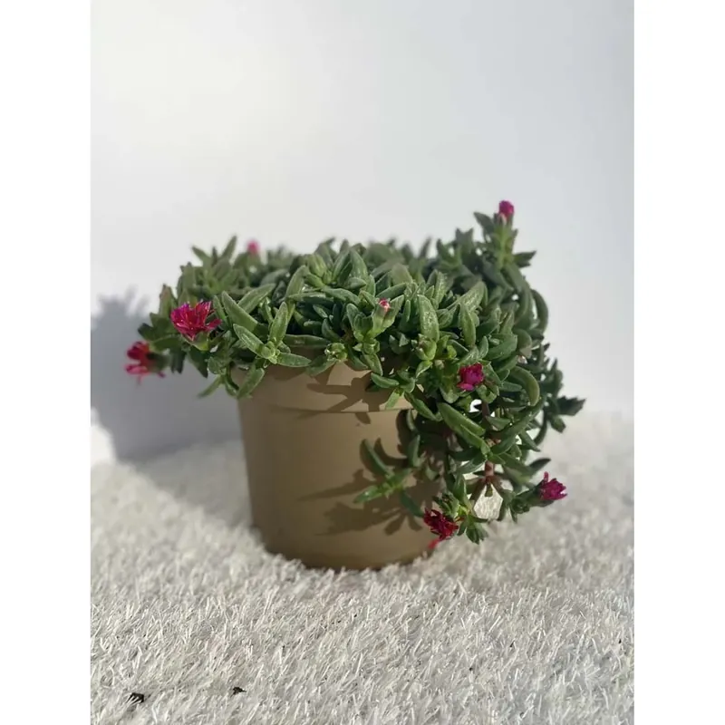 Delosperma vaso 14 cm multicolore Voordeelprijs