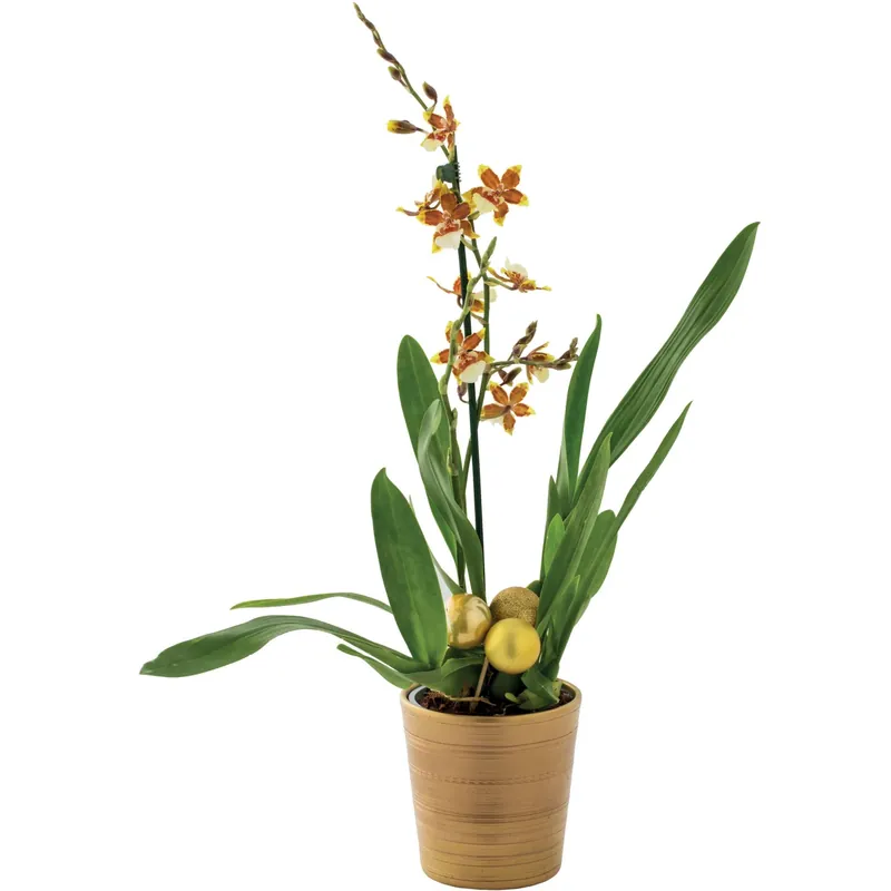 Tijdelijk Beschikbaar Orchidea Cambria 1 ramo vaso colorato