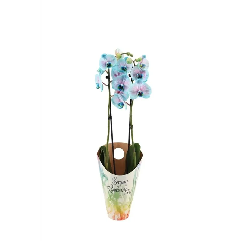 Phalaenopsis Royal Bubblegum vaso 12 cm Finale Uitverkoop