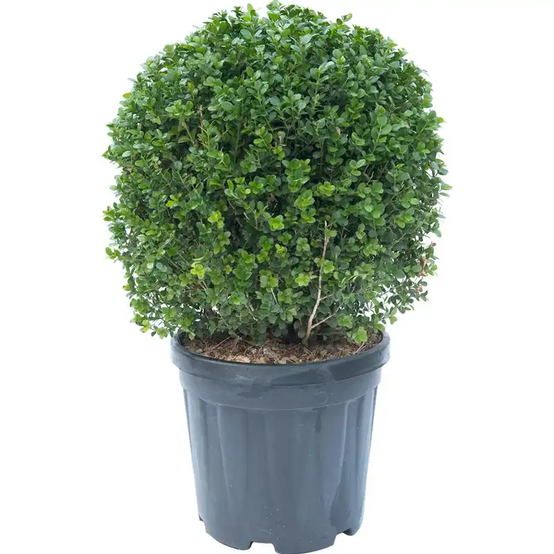 Bosso palla 35/40 cm Fabrieksprijs