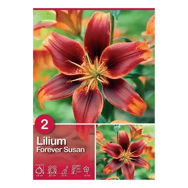 Lilium "Forever Susan" Nieuw
