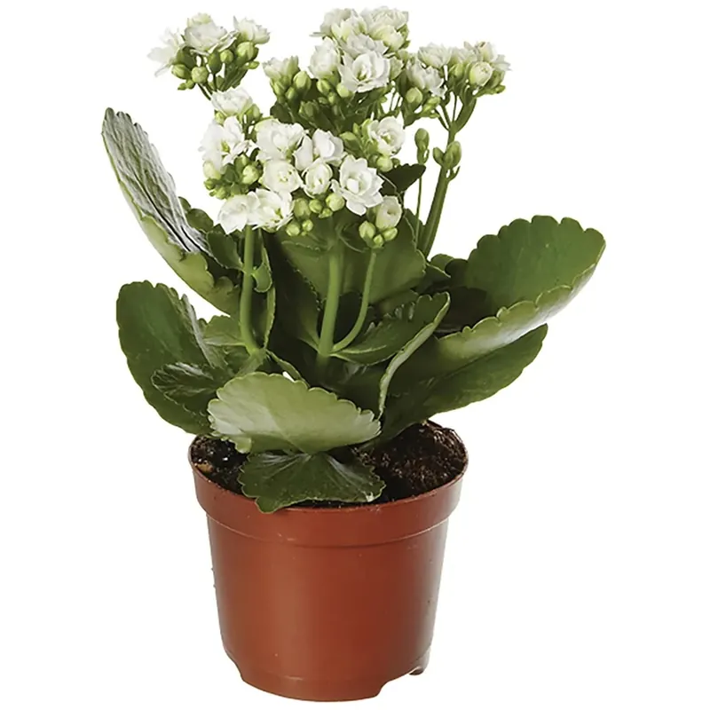 Hoge Kwaliteit Kalanchoe Calandiva Ti sento fiore doppio Ø 12 cm