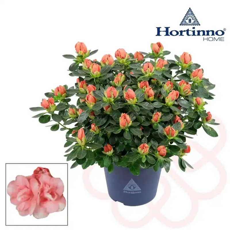Finale Uitverkoop Azalea Hortinno Lime Peach Vaso 13 cm