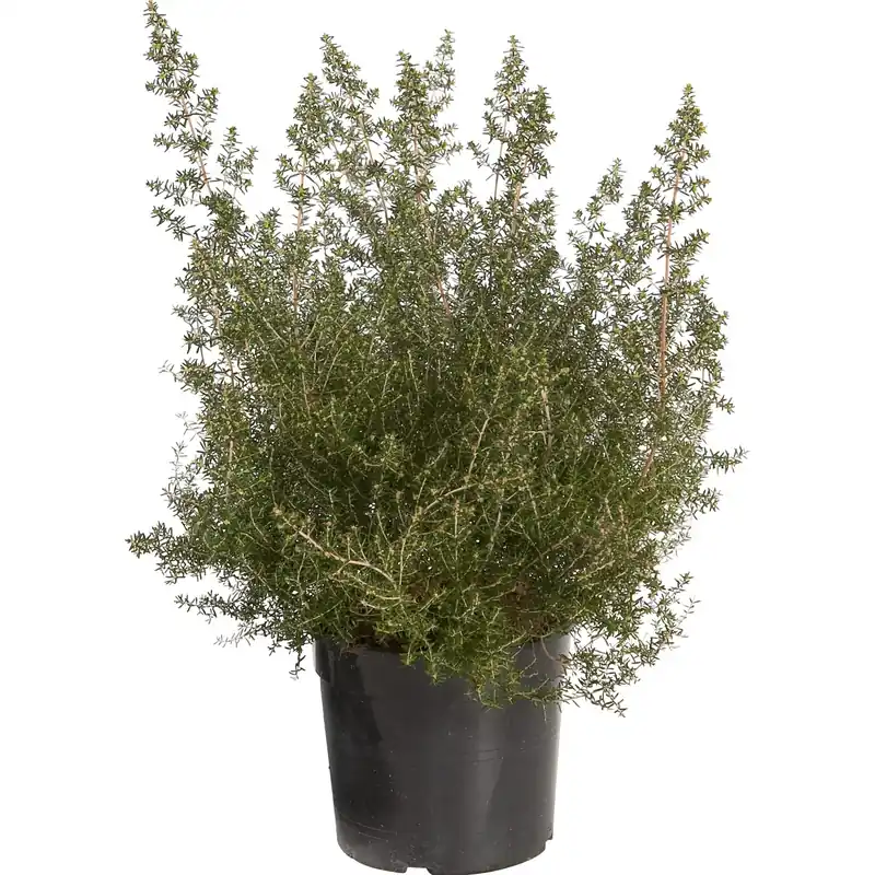 Direct Verzonden Erica canaliculata