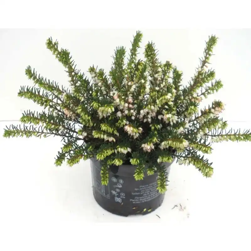 Erica gracilis bianco vaso Ø circa 11 cm Koop Online