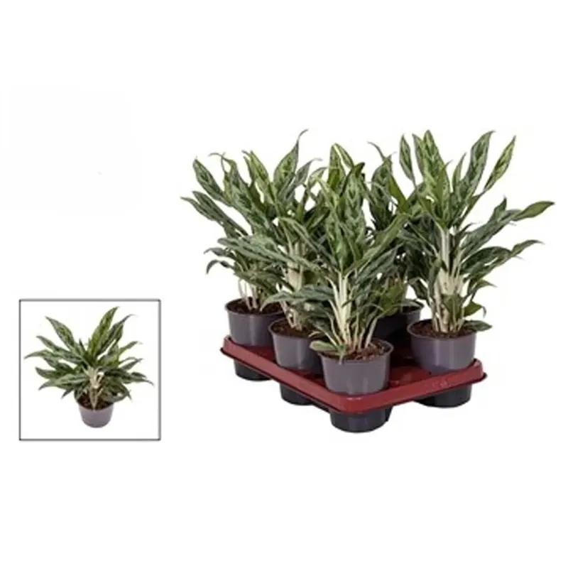 Aglaonema Greyhound in vaso 12 cm Hoge Kwaliteit