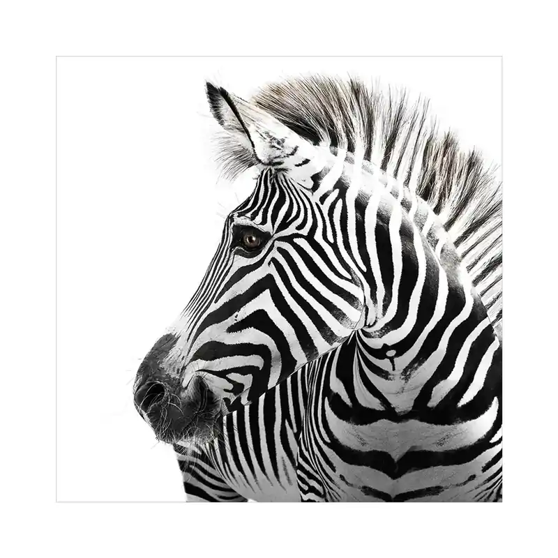 Stampa su vetro Zebra 30x30 cm Direct Beschikbaar